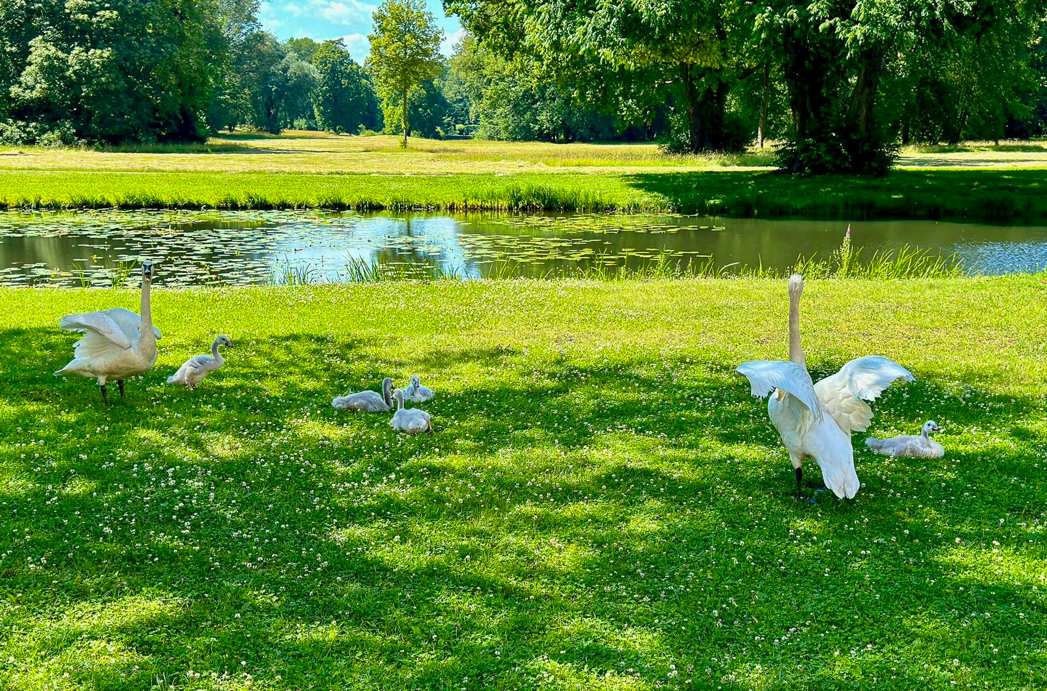 Schwäne auf der Wiese im Branitzer Park