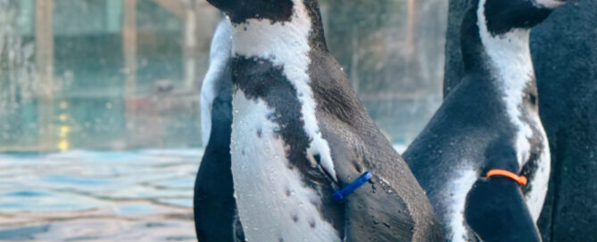 Humboldtpinguine in den Spreewelten in Lübbenau, darunter auch Greta.